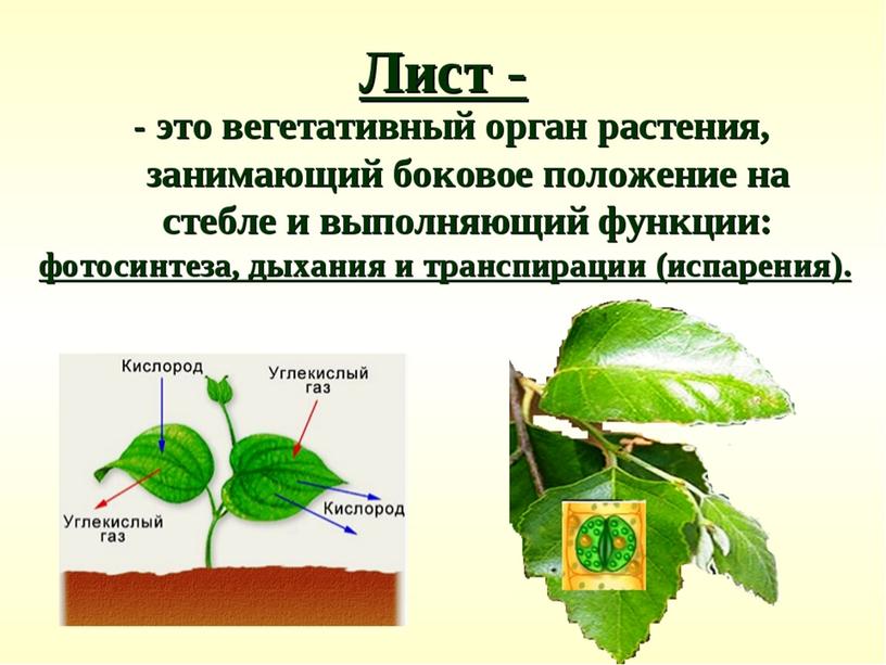 Царства растений