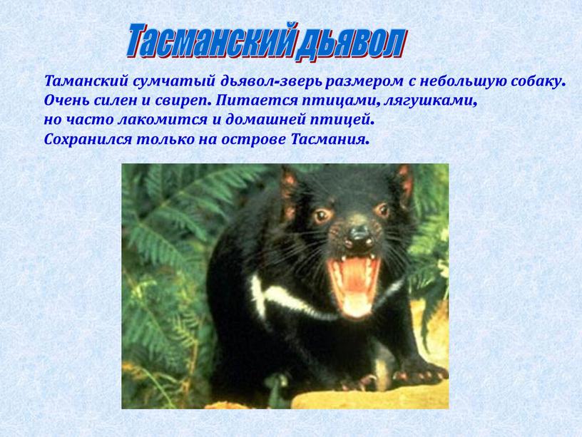 Таманский сумчатый дьявол-зверь размером с небольшую собаку