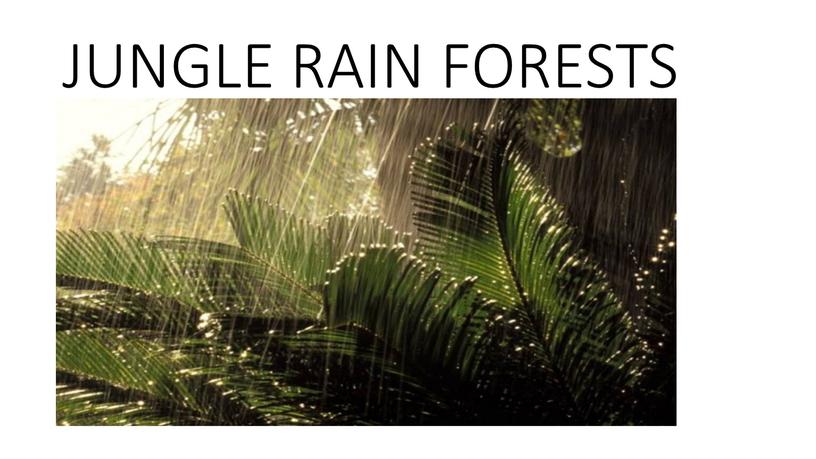 JUNGLE RAIN FORESTS