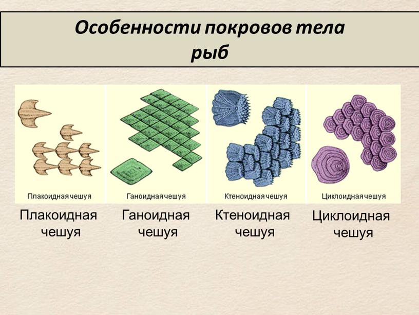 Особенности покровов тела рыб