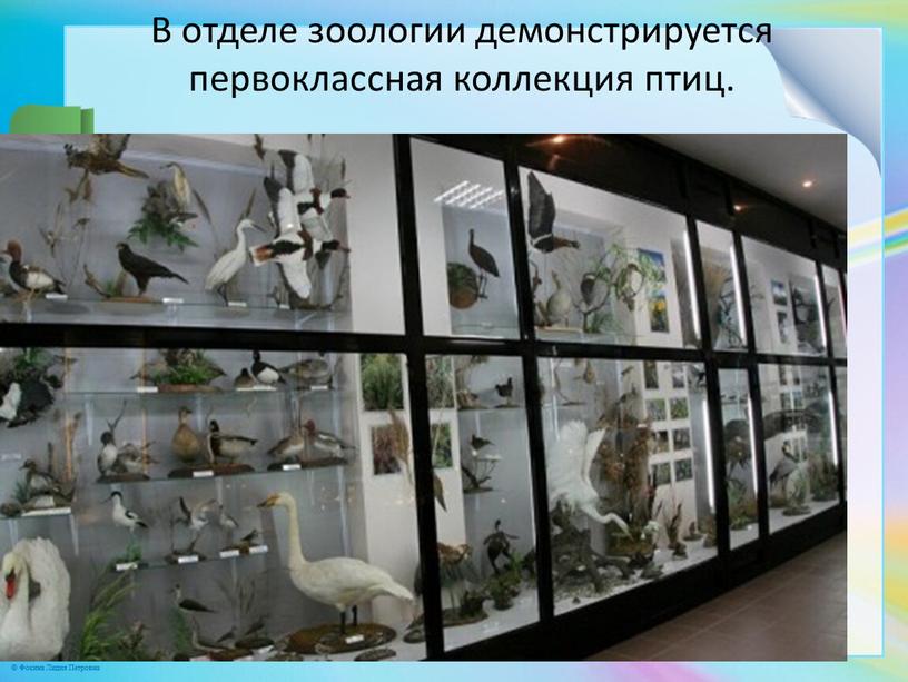В отделе зоологии демонстрируется первоклассная коллекция птиц