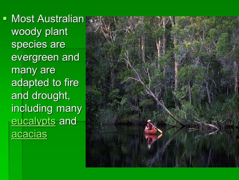 Most Australian woody plant species are evergreen and many are adapted to fire and drought, including many eucalypts and acacias