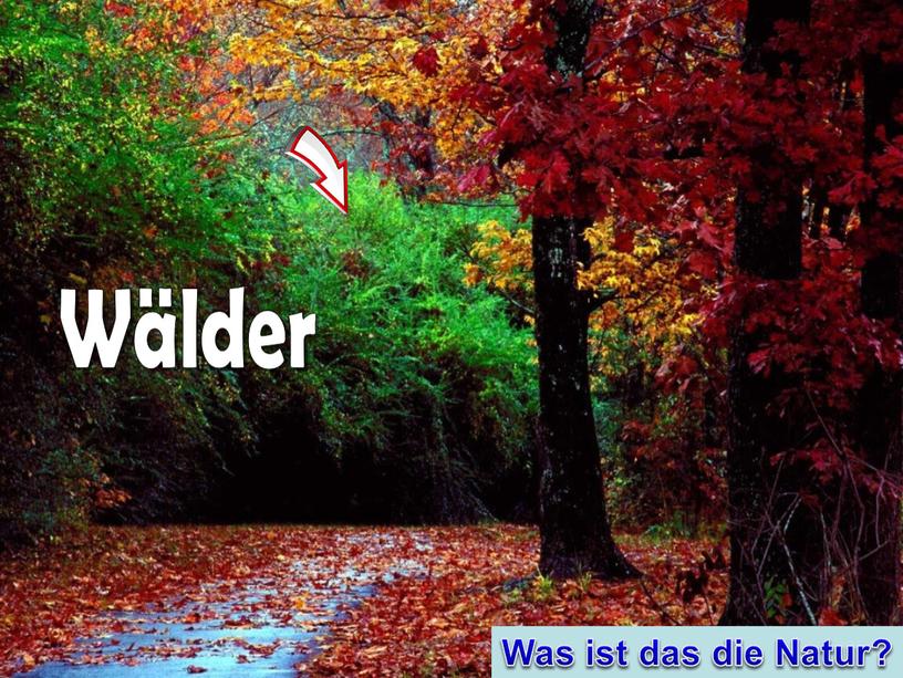 Wälder Was ist das die Natur?