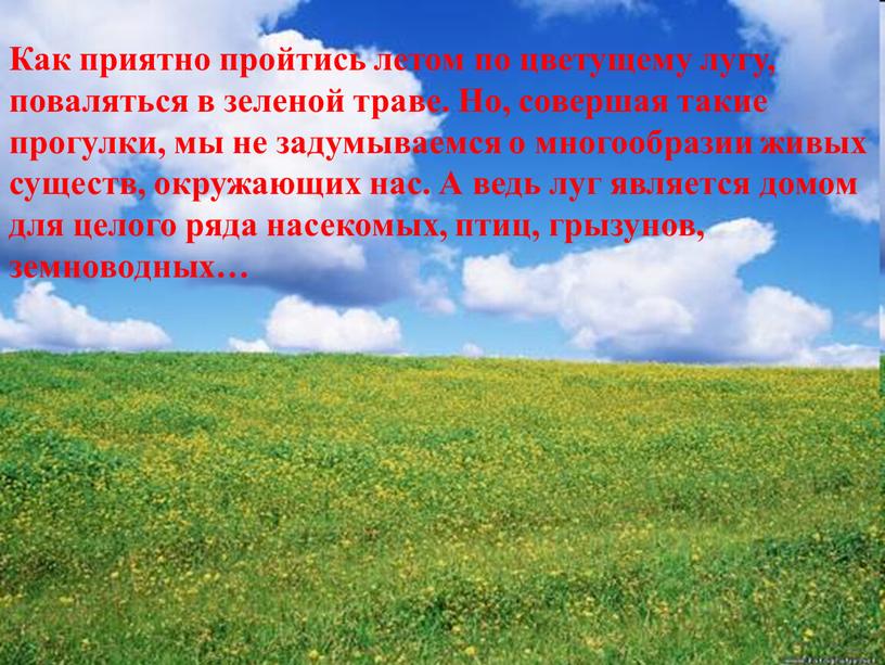 Как приятно пройтись летом по цветущему лугу, поваляться в зеленой траве