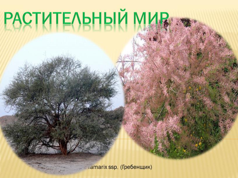 Таmarix ssp. (Гребенщик) Растительный мир