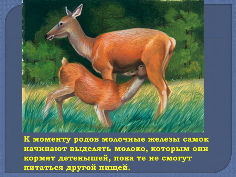 К моменту родов молочные железы самок начинают выделять молоко, которым они кормят детенышей, пока те не смогут питаться другой пищей