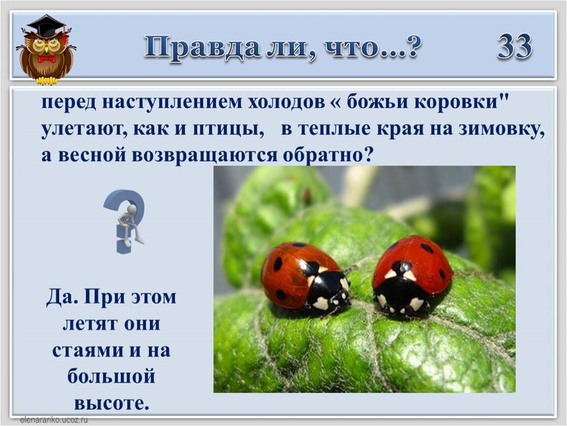 Правда ли, что…? 33 перед наступлением холодов « божьи коровки" улетают, как и птицы, в теплые края на зимовку, а весной возвращаются обратно?