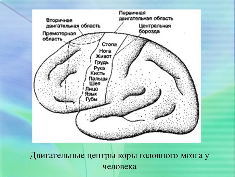 Двигательные центры коры головного мозга у человека