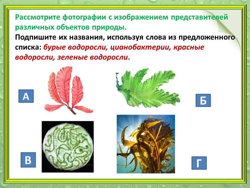 Рассмотрите фотографии с изображением представителей различных объектов природы
