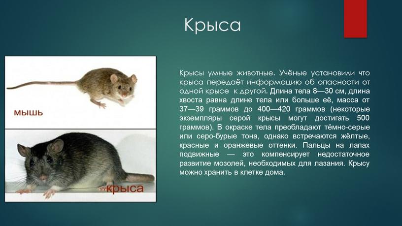 Крыса Крысы умные животные. Учёные установили что крыса передаёт информацию об опасности от одной крысе к другой