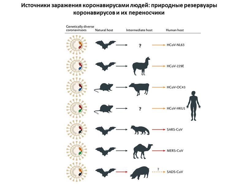 Источники заражения коронавирусами людей: природные резервуары коронавирусов и их переносчики