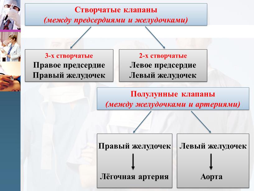 Полулунные клапаны (между желудочками и артериями)