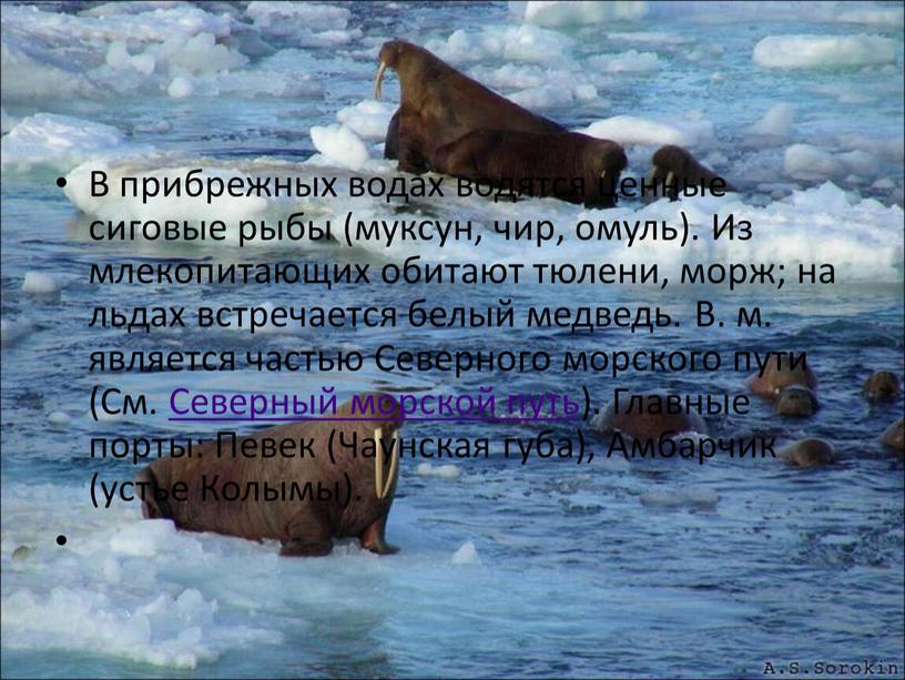 В прибрежных водах водятся ценные сиговые рыбы (муксун, чир, омуль)