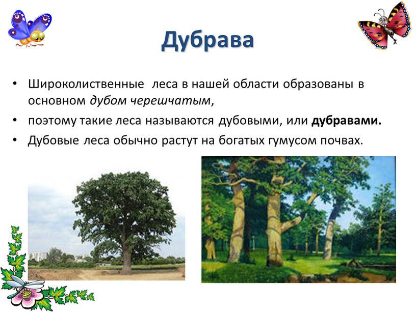 Дубрава Широколиственные леса в нашей области образованы в основном дубом черешчатым , поэтому такие леса называются дубовыми, или дубравами