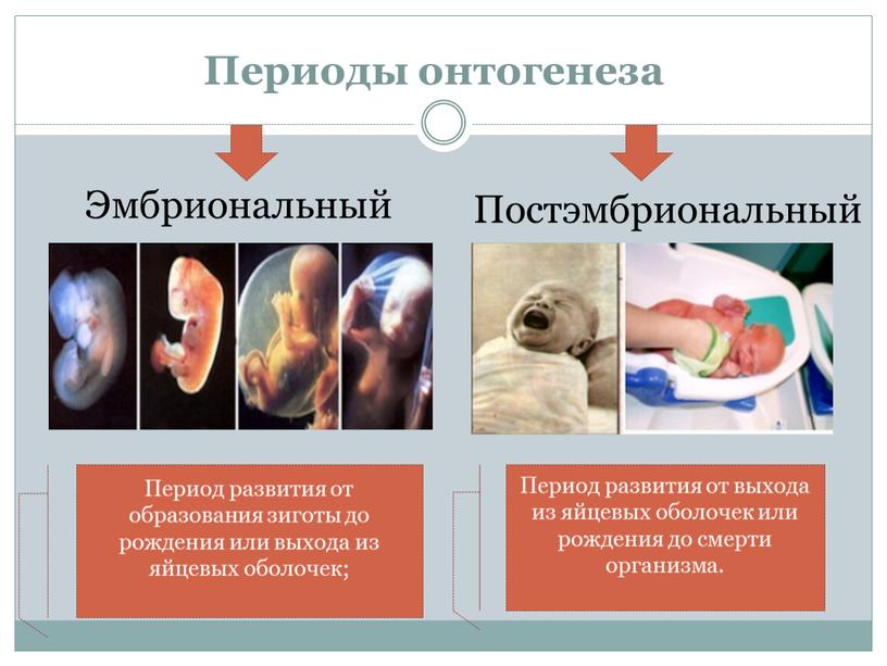 Периоды онтогенеза Эмбриональный