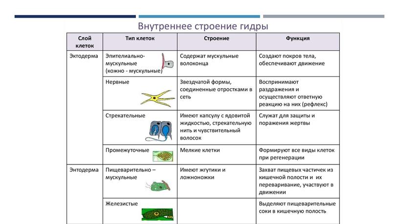 Общая характеристика многоклеточных