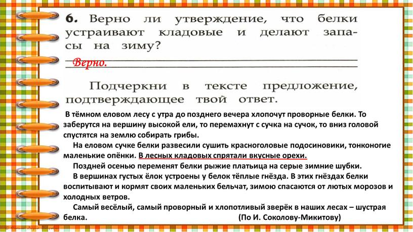 Верно. В тёмном еловом лесу с утра до позднего вечера хлопочут проворные белки