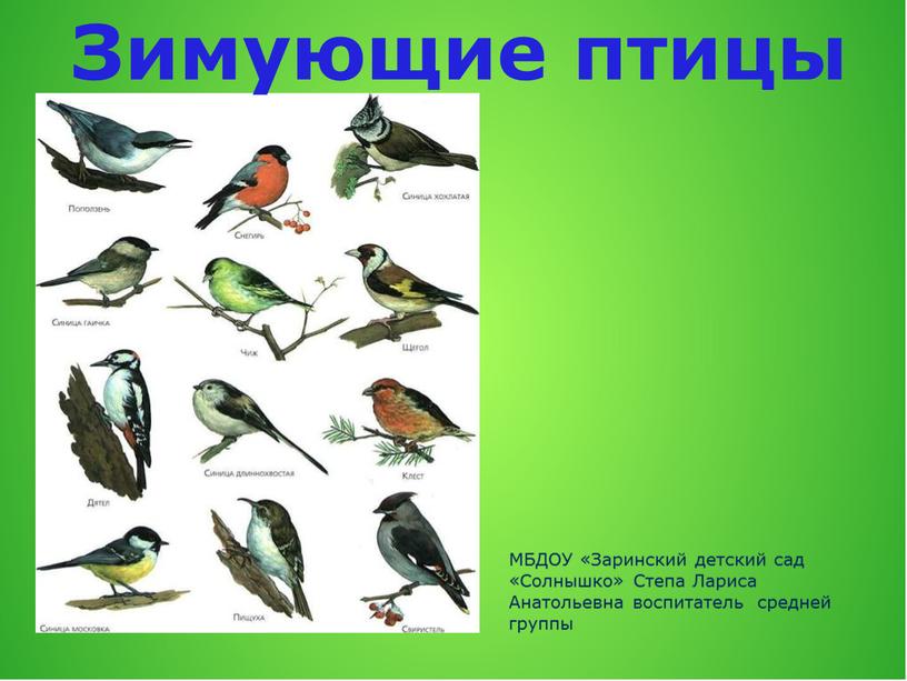 Зимующие птицы МБДОУ «Заринский детский сад «Солнышко»