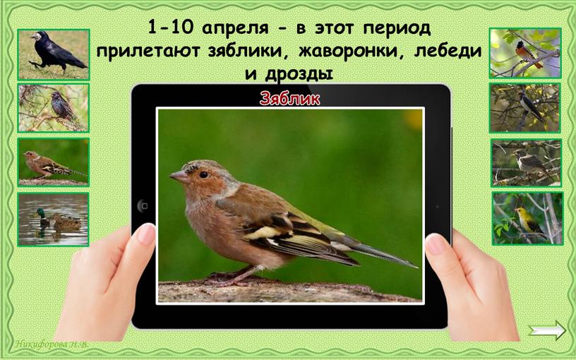 Зяблик 1-10 апреля - в этот период прилетают зяблики, жаворонки, лебеди и дрозды