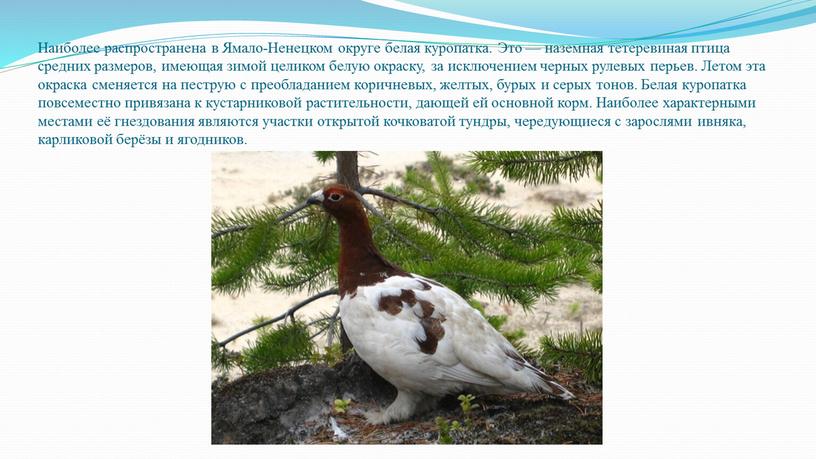 Наиболее распространена в Ямало-Ненецком округе белая куропатка