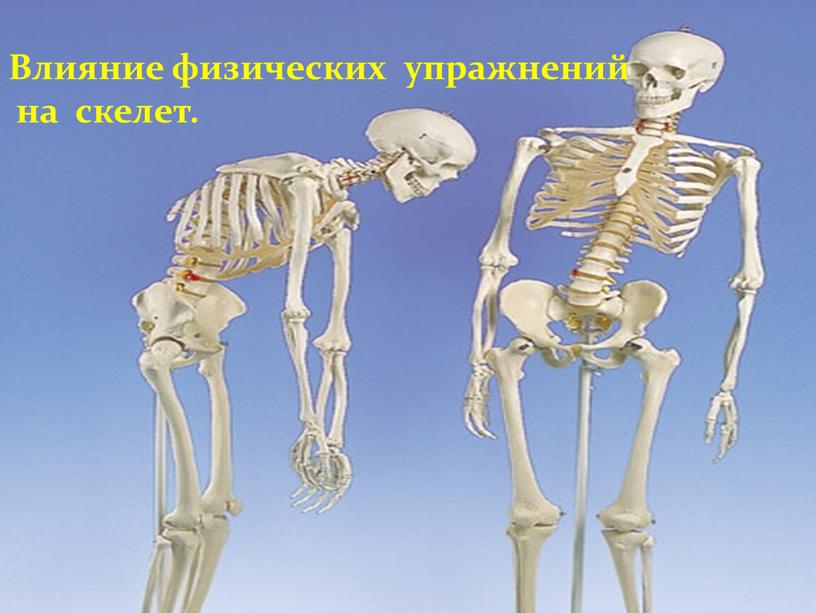 Влияние физических упражнений на скелет