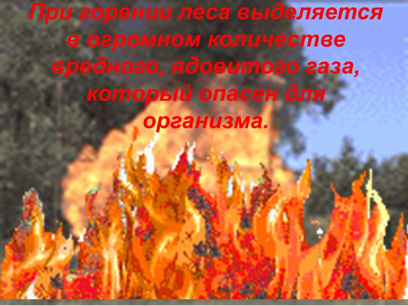 При горении леса выделяется в огромном количестве вредного, ядовитого газа, который опасен для организма