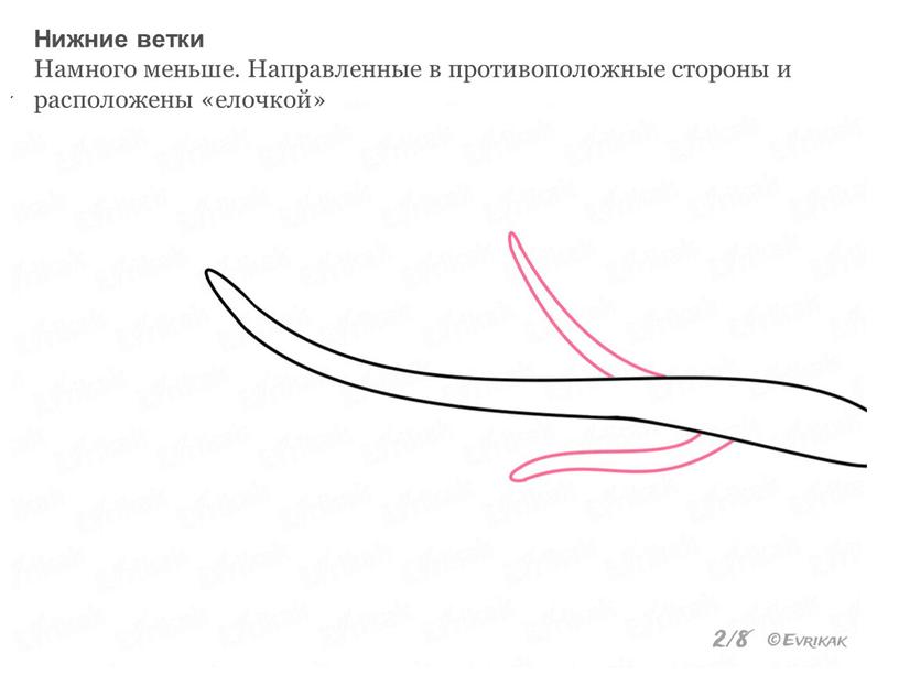 Нижние ветки Намного меньше. Направленные в противоположные стороны и расположены «елочкой»