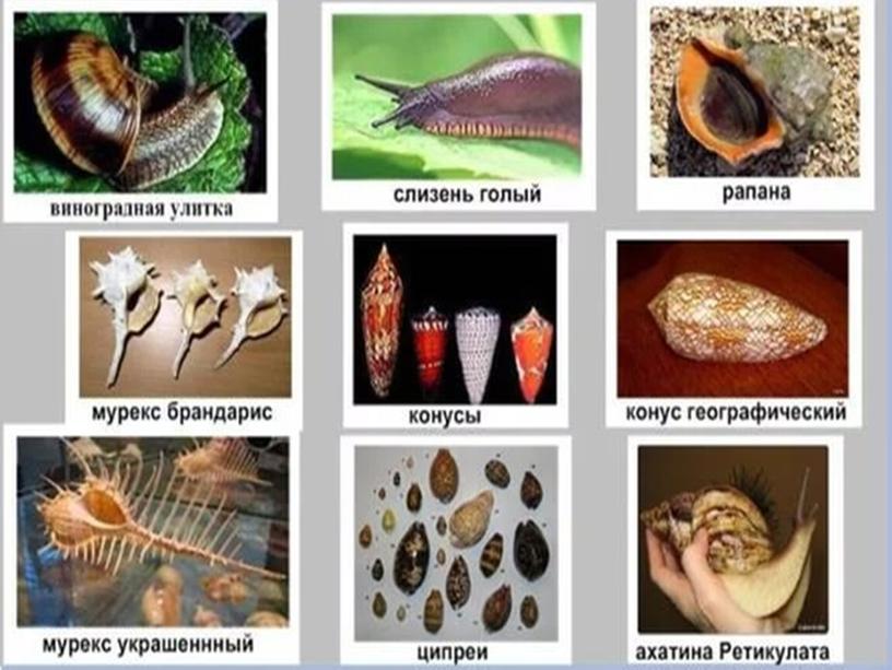 Презентация по биологии на тему "Брюхоногие моллюски"