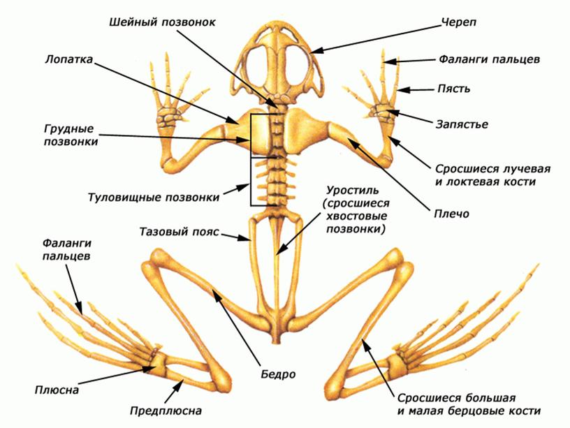 Класс земноводные