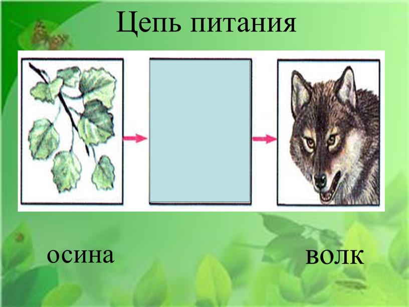 осина волк Цепь питания