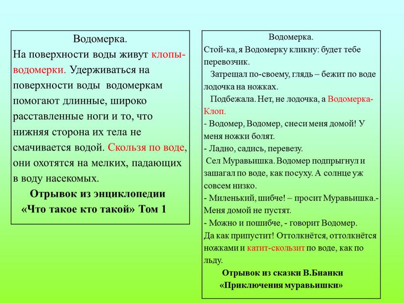 Водомерка. На поверхности воды живут клопы-водомерки