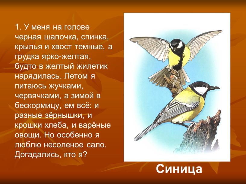 У меня на голове черная шапочка, спинка, крылья и хвост темные, а грудка ярко-желтая, будто в желтый жилетик нарядилась