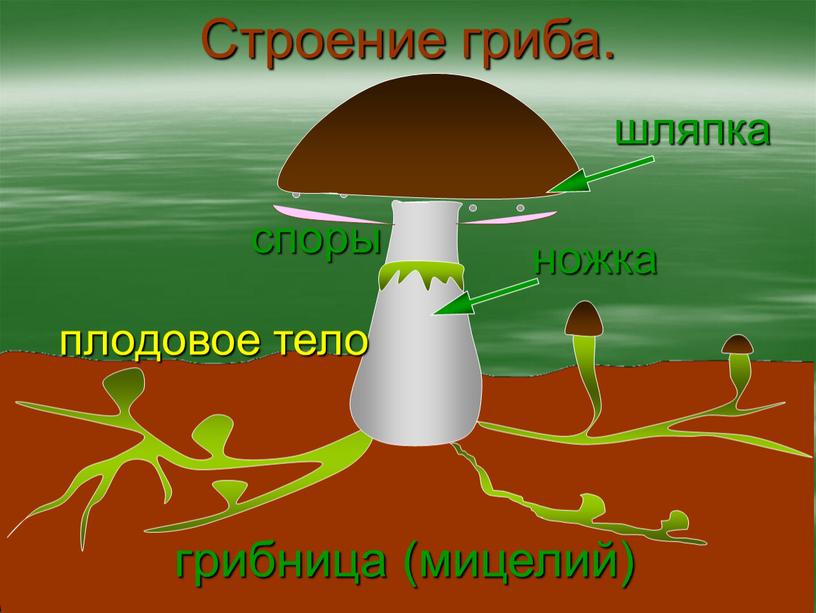 Строение гриба. споры