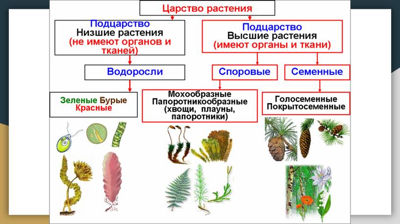 Ботаника. Водоросли. Споровые растения.