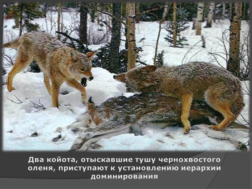 Два койота, отыскавшие тушу чернохвостого оленя, приступают к установлению иерархии доминирования
