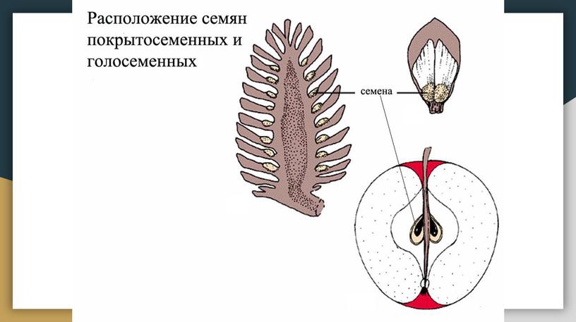 Ботаника. Водоросли. Споровые растения.