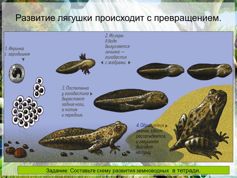 Развитие лягушки происходит с превращением