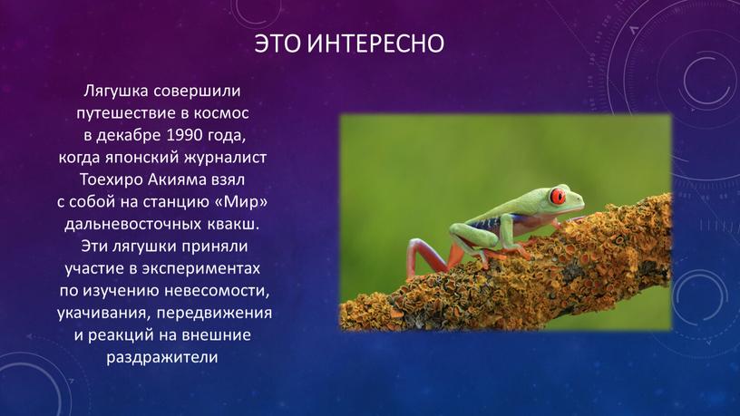 Это интересно Лягушка совершили путешествие в космос в декабре 1990 года, когда японский журналист