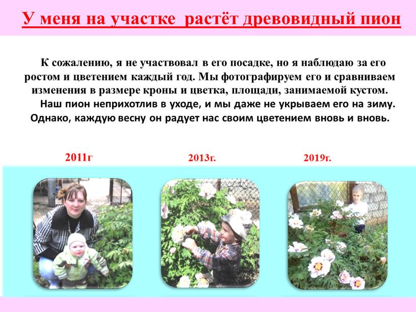 К сожалению, я не участвовал в его посадке, но я наблюдаю за его ростом и цветением каждый год