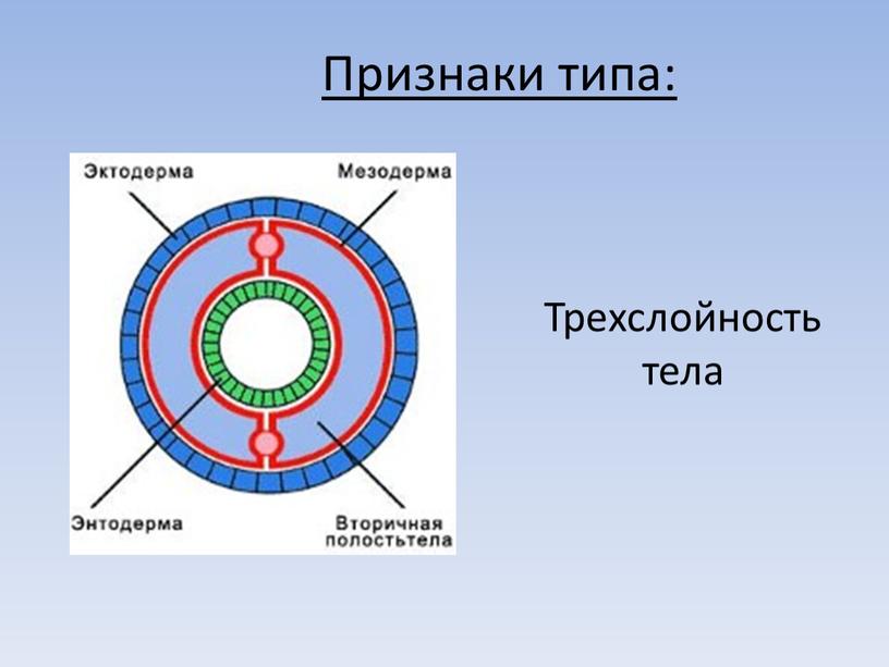 Признаки типа: Трехслойность тела