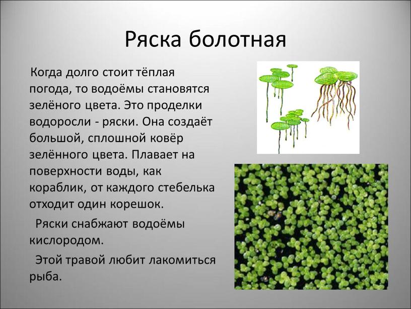 Ряска болотная Когда долго стоит тёплая погода, то водоёмы становятся зелёного цвета