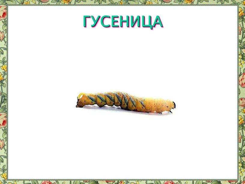 ГУСЕНИЦА