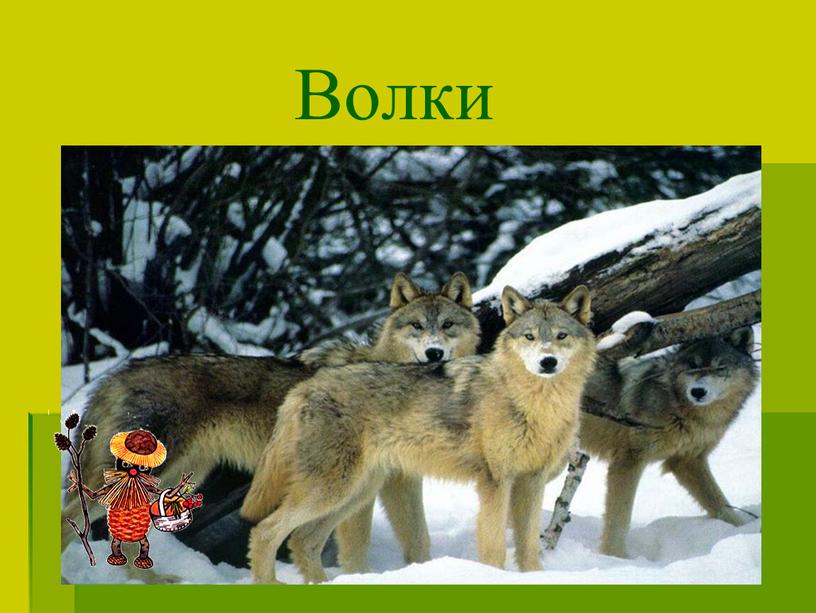 Волки