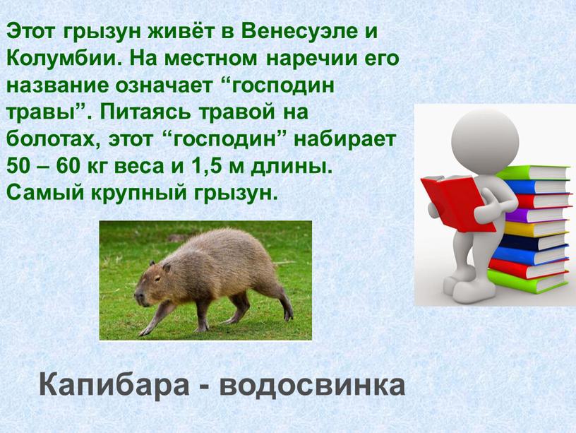 Этот грызун живёт в Венесуэле и