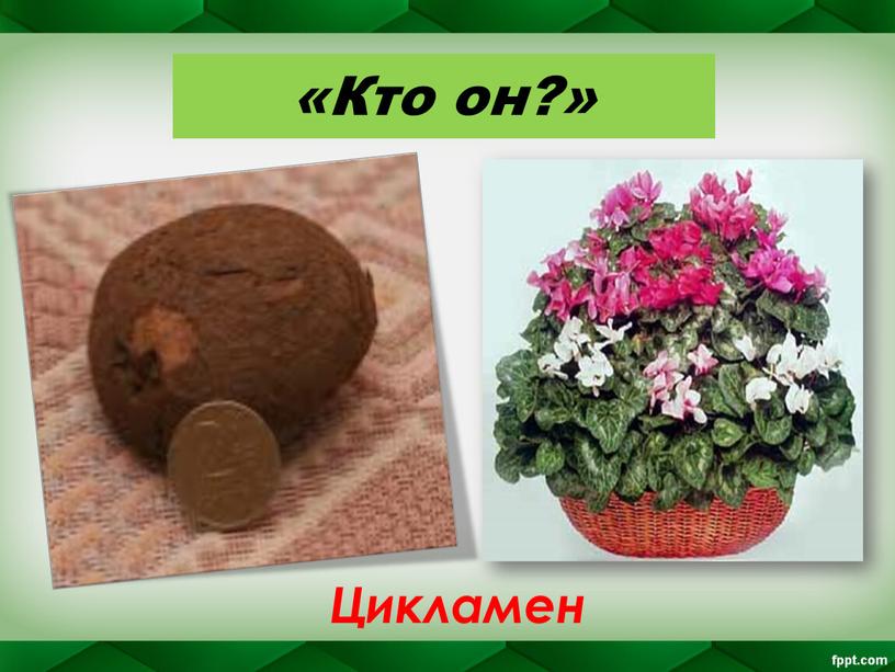 «Кто он?» Цикламен