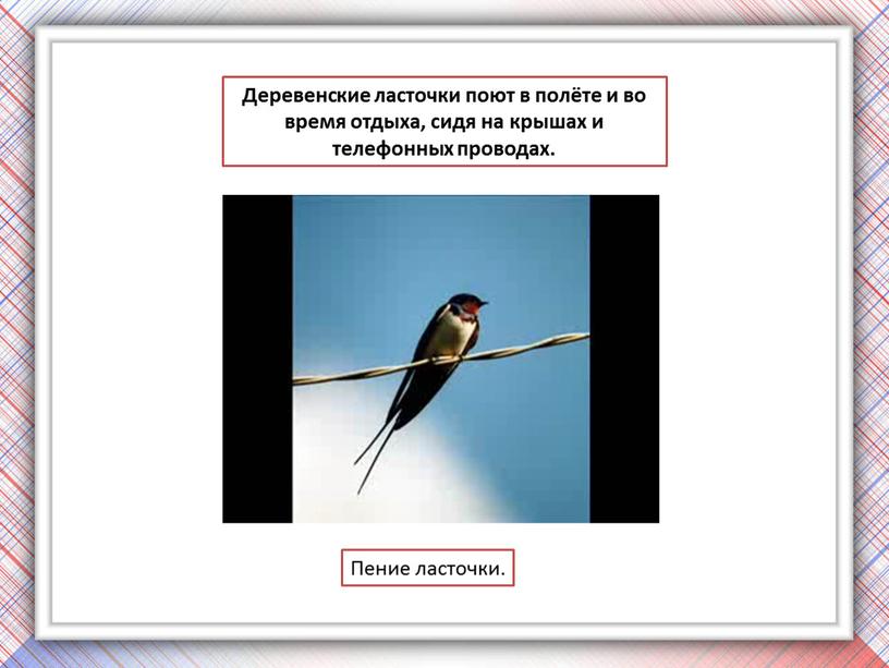 Деревенские ласточки поют в полёте и во время отдыха, сидя на крышах и телефонных проводах