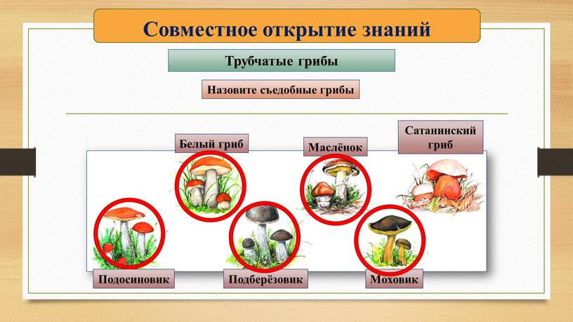 Совместное открытие знаний Белый гриб