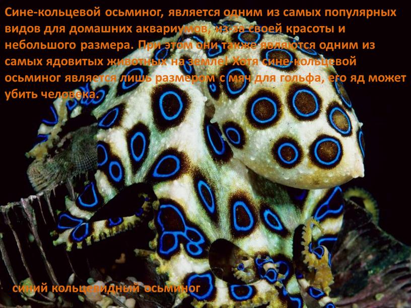 Сине-кольцевой осьминог, является одним из самых популярных видов для домашних аквариумов, из-за своей красоты и небольшого размера