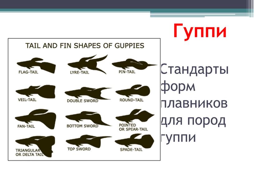 Стандарты форм плавников для пород гуппи