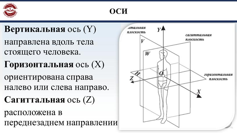 ОСИ Вертикальная ось (Y) направлена вдоль тела стоящего человека